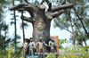 Tree park on Tannirbavi beach, first in State inaugurated